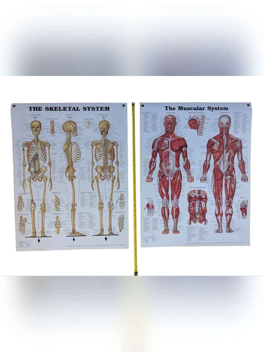 Set 2 Anatomical Chart Co Skeletal Muscular Systems Posters 20x26 Peter Bachin